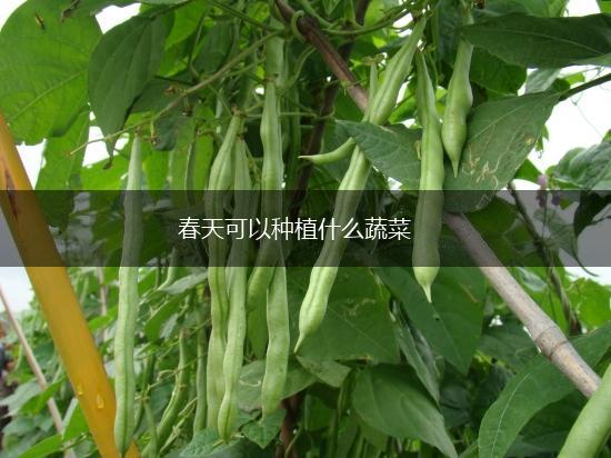 春天可以种植什么蔬菜,第1张