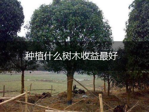 种植什么树木收益最好,第1张