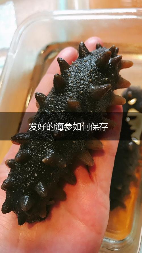 发好的海参如何保存,第1张