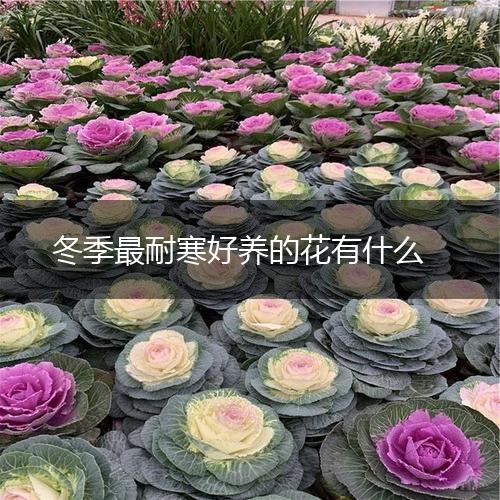 冬季最耐寒好养的花有什么,第1张