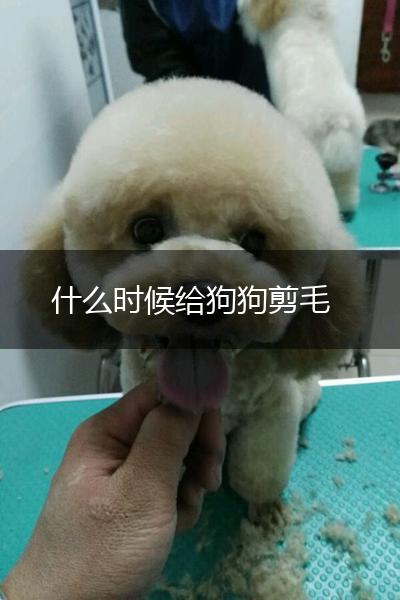 什么时候给狗狗剪毛,第1张