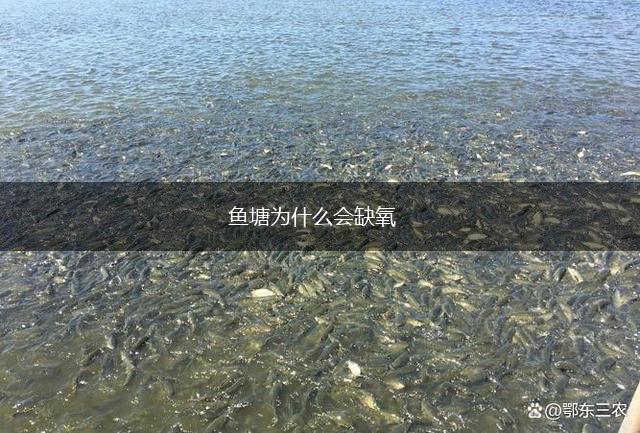 鱼塘为什么会缺氧,第1张