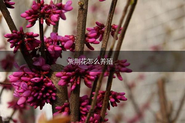紫荆花怎么养殖,第1张