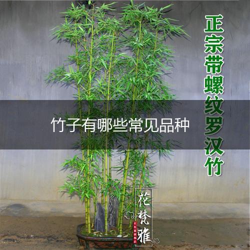 竹子有哪些常见品种,第1张
