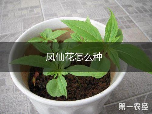 凤仙花怎么种,第1张