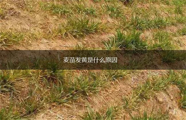 麦苗发黄是什么原因,第1张