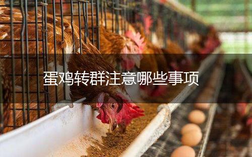 蛋鸡转群注意哪些事项,第1张