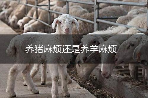 养猪麻烦还是养羊麻烦,第1张