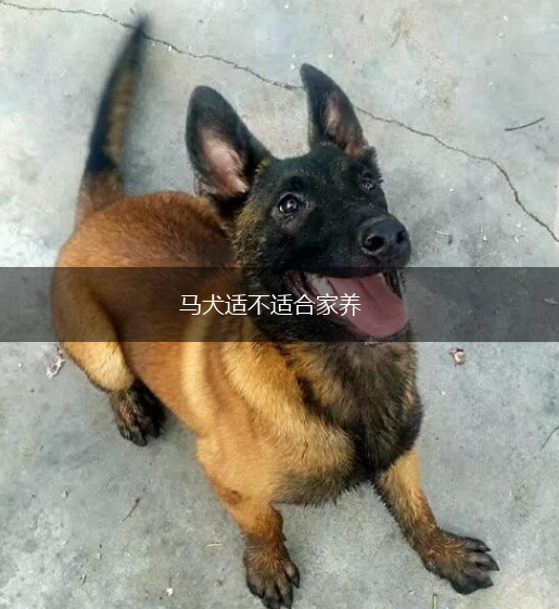 马犬适不适合家养,第1张