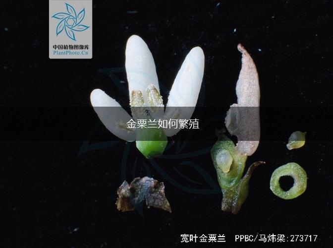 金粟兰如何繁殖,第1张