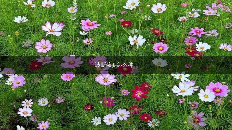 波斯菊要怎么种,第1张