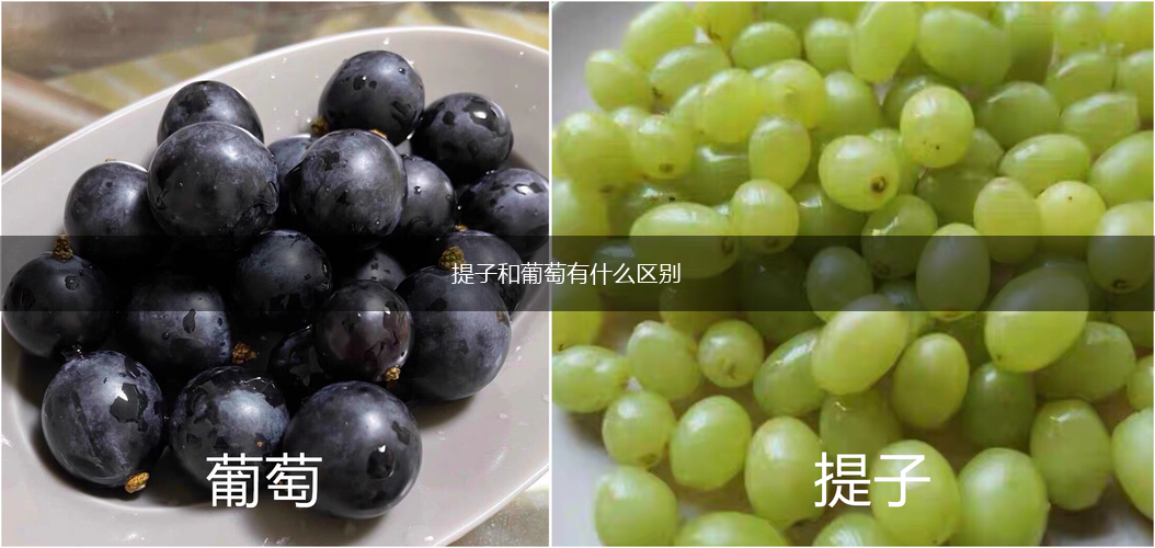 提子和葡萄有什么区别,第1张