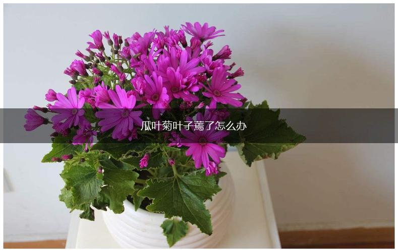 瓜叶菊叶子蔫了怎么办,第1张