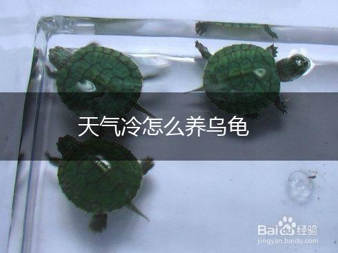 天气冷怎么养乌龟,第1张