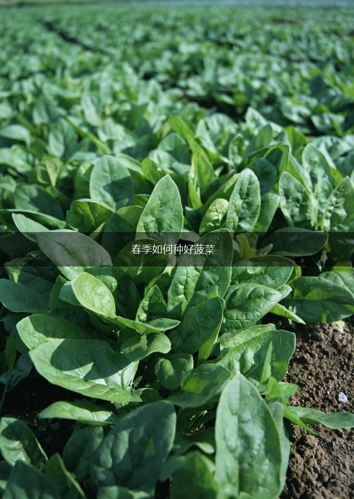 春季如何种好菠菜,第1张