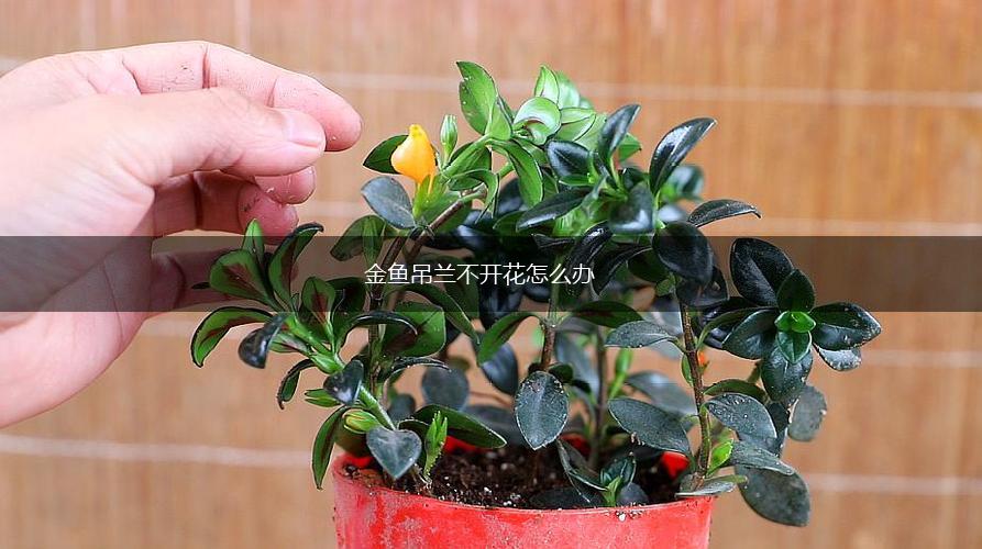 金鱼吊兰不开花怎么办,第1张