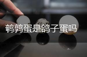 鹌鹑蛋是鸽子蛋吗,第1张