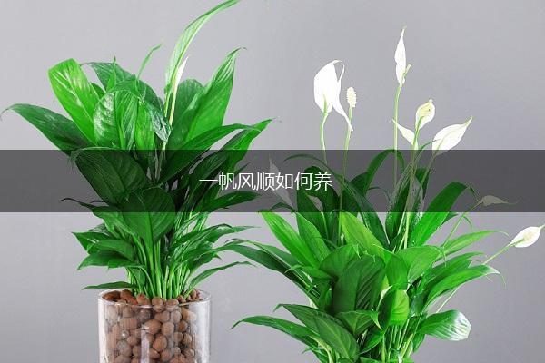 一帆风顺如何养,第1张