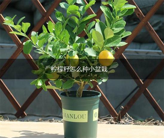 柠檬籽怎么种小盆栽,第1张