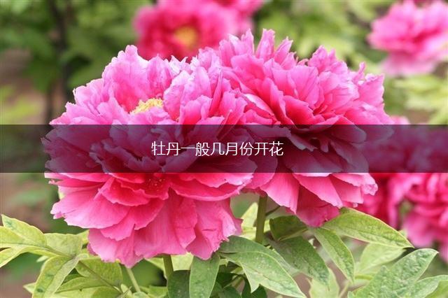牡丹一般几月份开花,第1张
