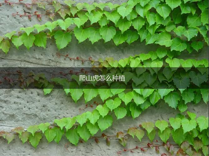 爬山虎怎么种植,第1张