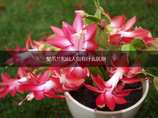 蟹爪兰和仙人指有什么区别,第1张