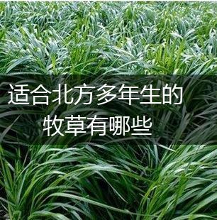 适合北方多年生的牧草有哪些,第1张