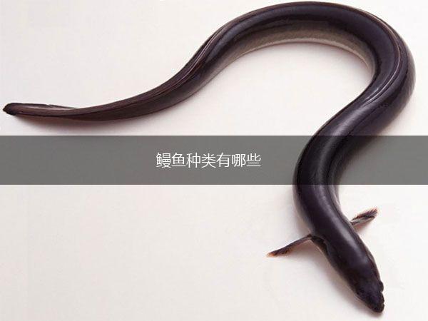鳗鱼种类有哪些,第1张