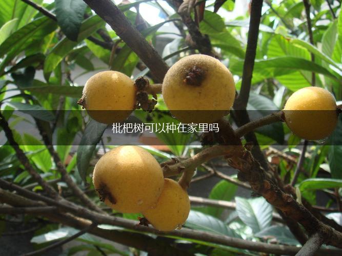 枇杷树可以种在家里吗,第1张