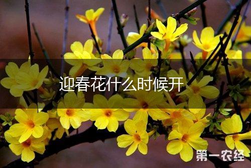 迎春花什么时候开,第1张