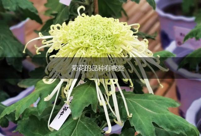 菊花的品种有哪些,第1张