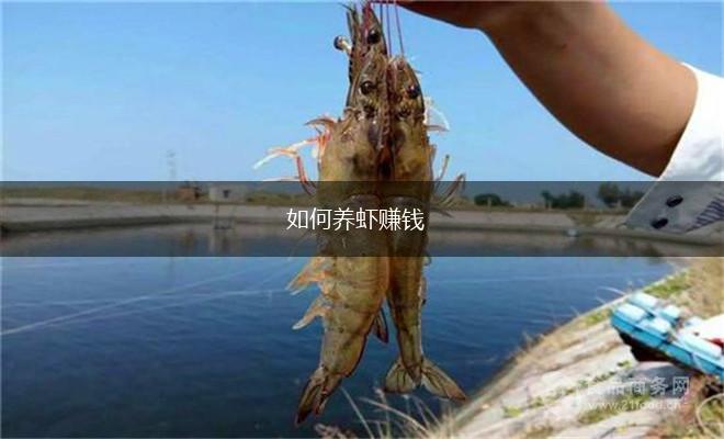 如何养虾赚钱,第1张
