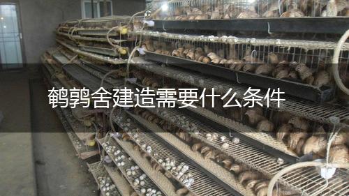 鹌鹑舍建造需要什么条件,第1张