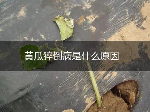 黄瓜猝倒病是什么原因,第1张