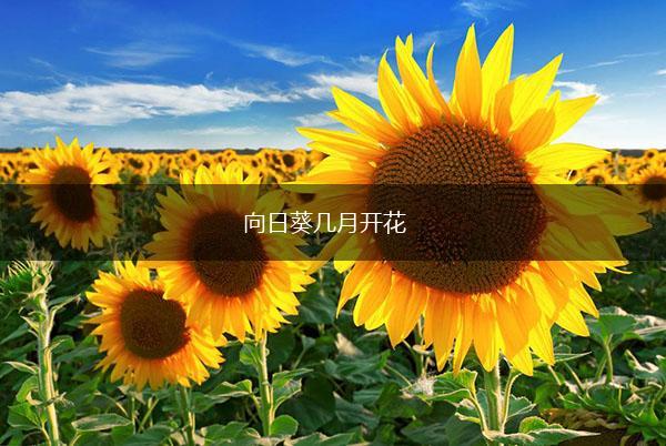 向日葵几月开花,第1张
