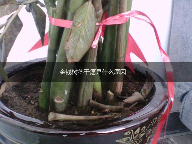 金钱树茎干瘪是什么原因,第1张