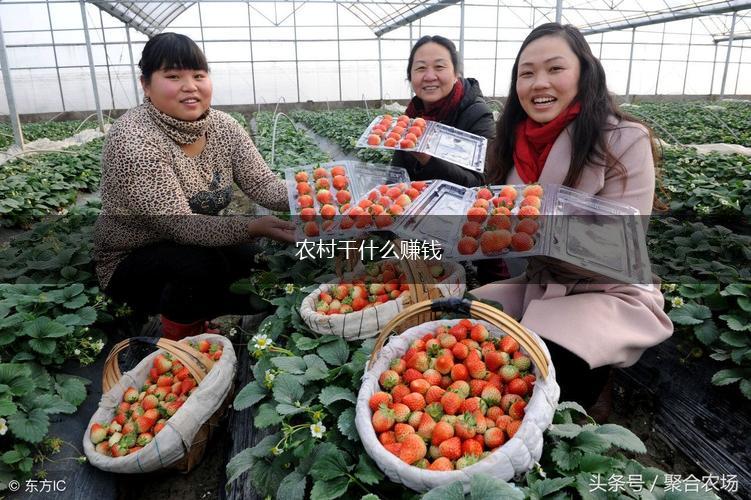 农村干什么赚钱,第1张