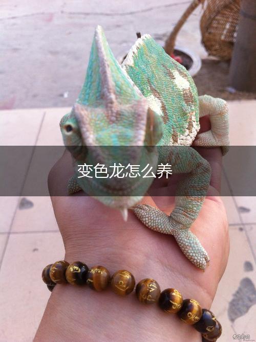 变色龙怎么养,第1张