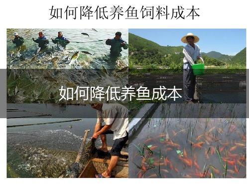 如何降低养鱼成本,第1张