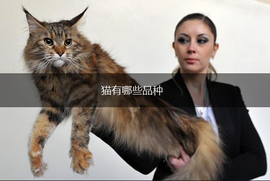 猫有哪些品种,第1张