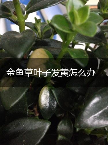 金鱼草叶子发黄怎么办,第1张