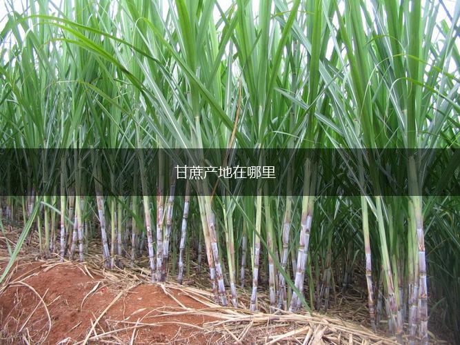 甘蔗产地在哪里,第1张