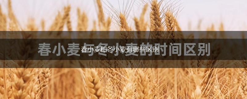 春小麦和冬小麦有哪些区别,第1张