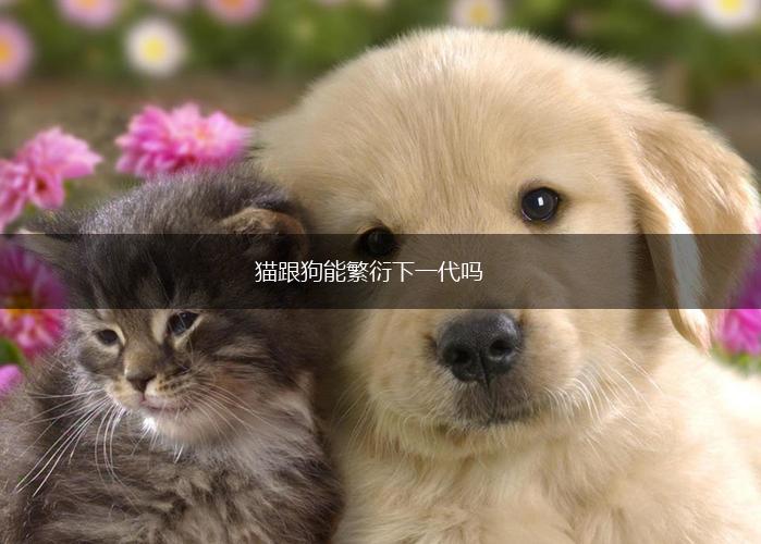 猫跟狗能繁衍下一代吗,第1张