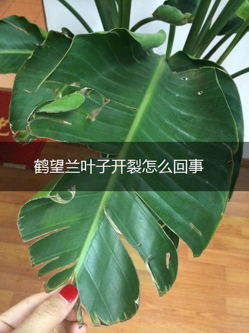 鹤望兰叶子开裂怎么回事,第1张