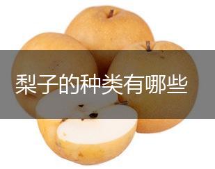 梨子的种类有哪些,第1张