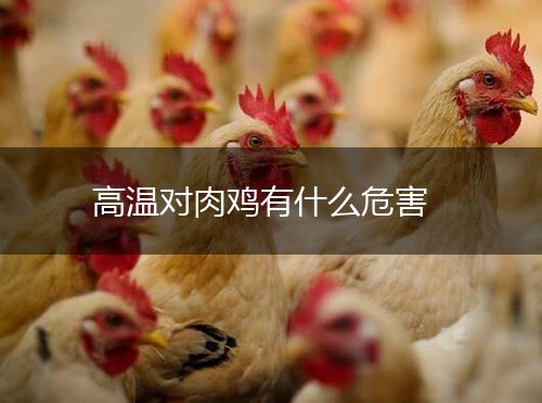 高温对肉鸡有什么危害,第1张