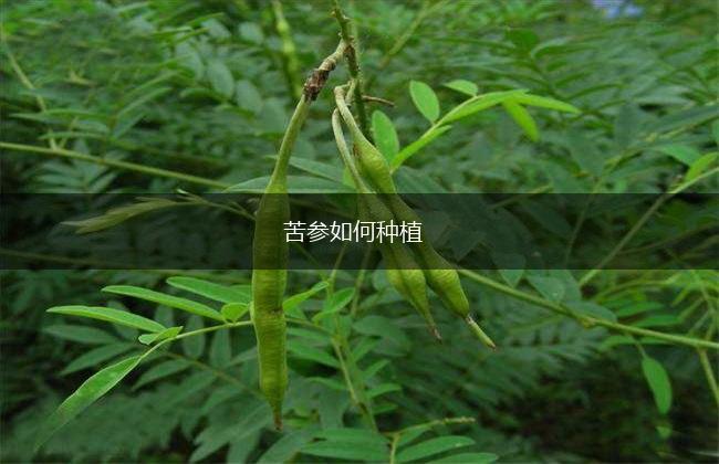 苦参如何种植,第1张