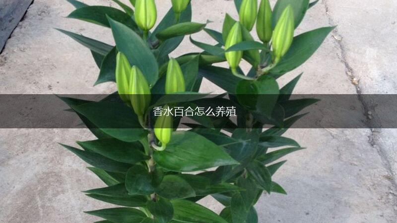 香水百合怎么养殖,第1张