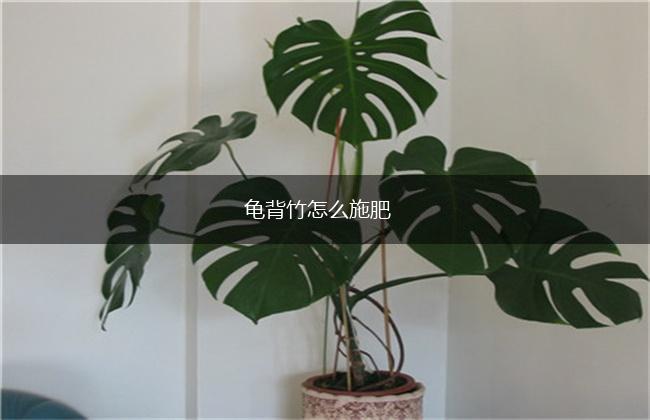 龟背竹怎么施肥,第1张